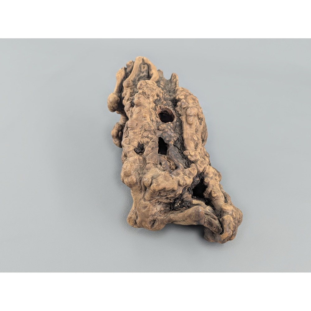 Natural Tree Burl Wood Specimen Organic Gnarled Decorative Wood Piece 9 Inch